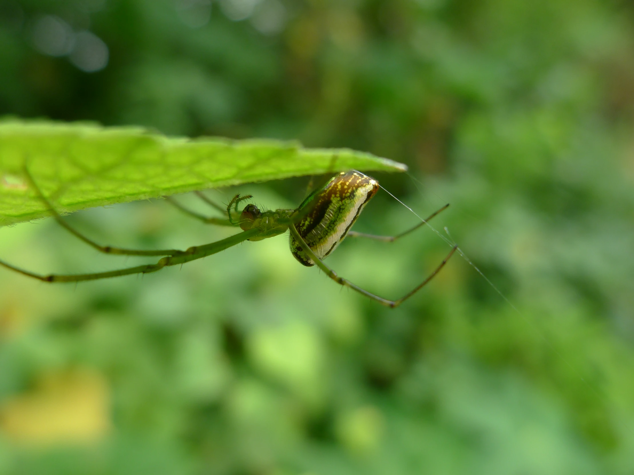 a spider with long legs and antennae sitting on a leaf