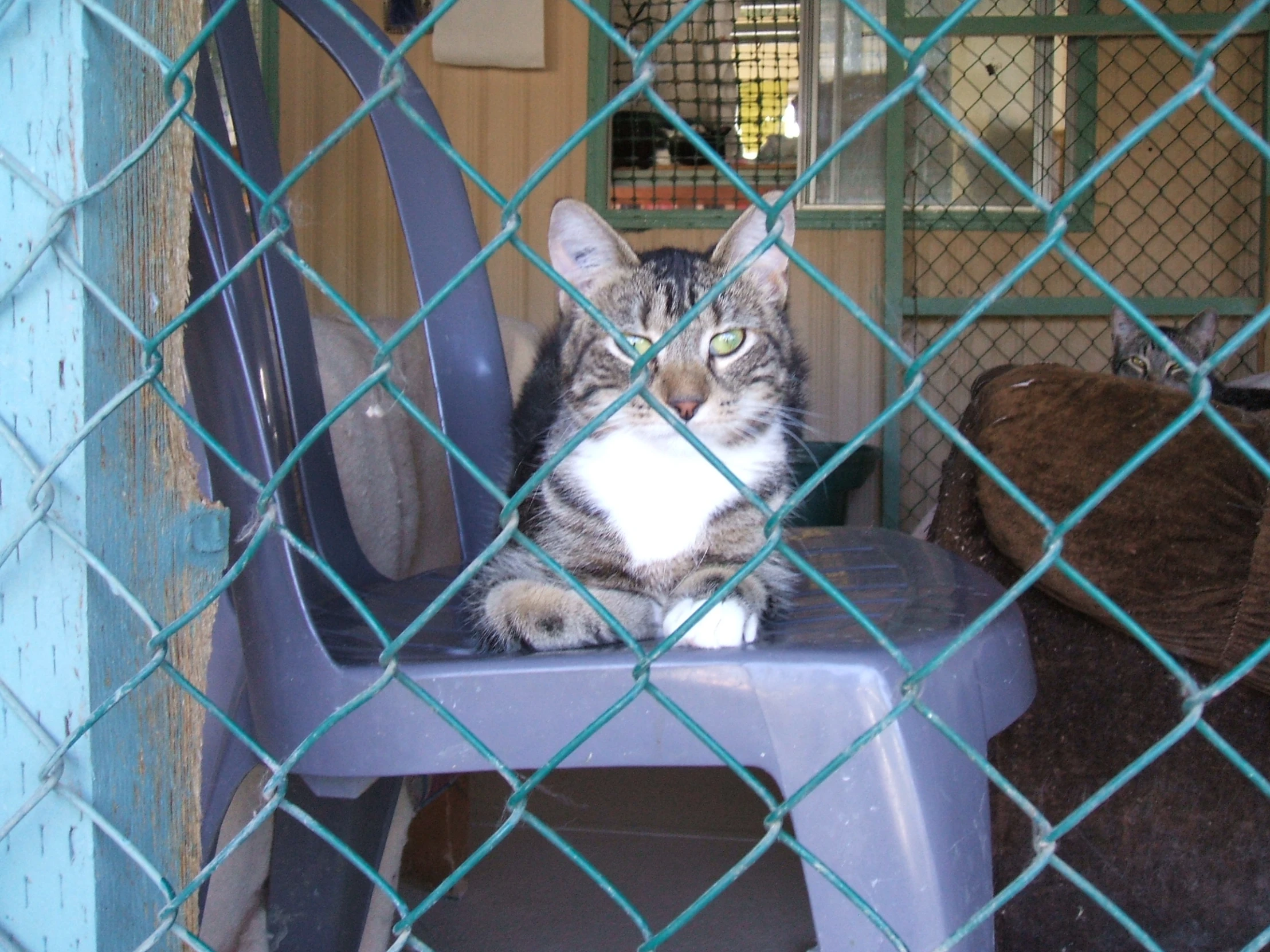 a cat sitting in a chair behind a chain link fence