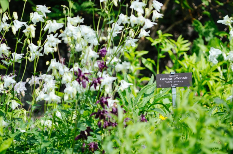 white flowers and plants are in a garden