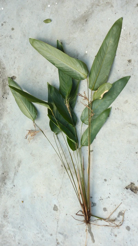 a tree growing from the ground on concrete