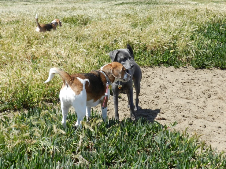 a couple of dogs that are in the grass