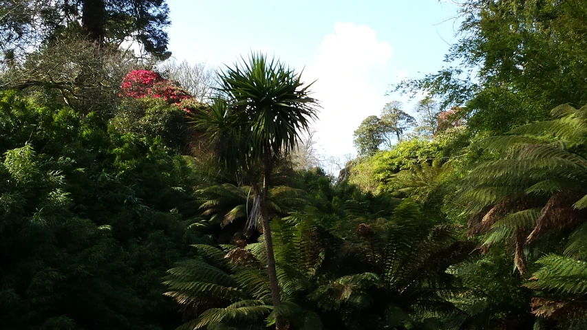 trees and bushes are surrounding an area with water