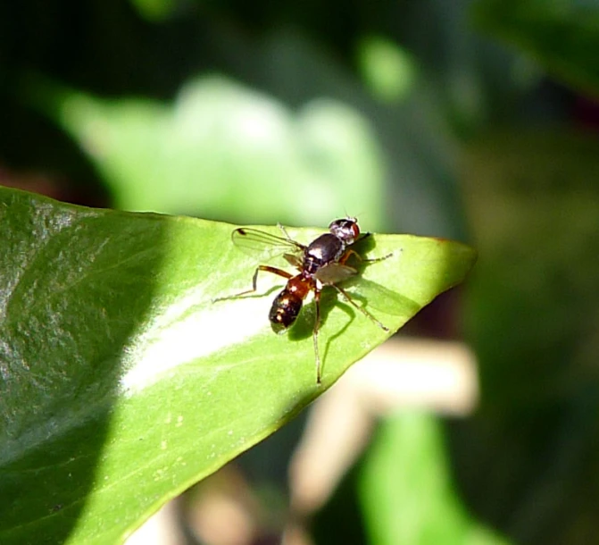 a bug crawling on a large green leaf