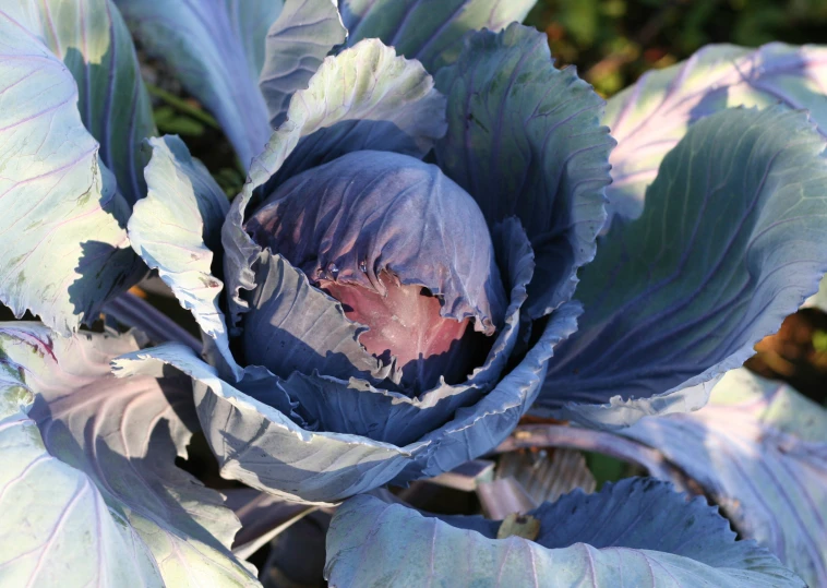 a purple flower that has been broken and eaten