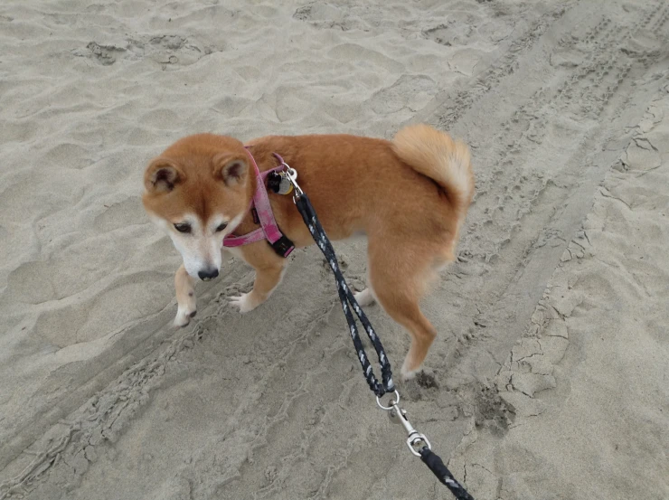 an adorable brown dog on a leash walking in the sand