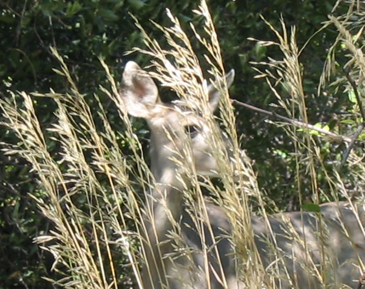 small animal hiding amongst tall grass in forest