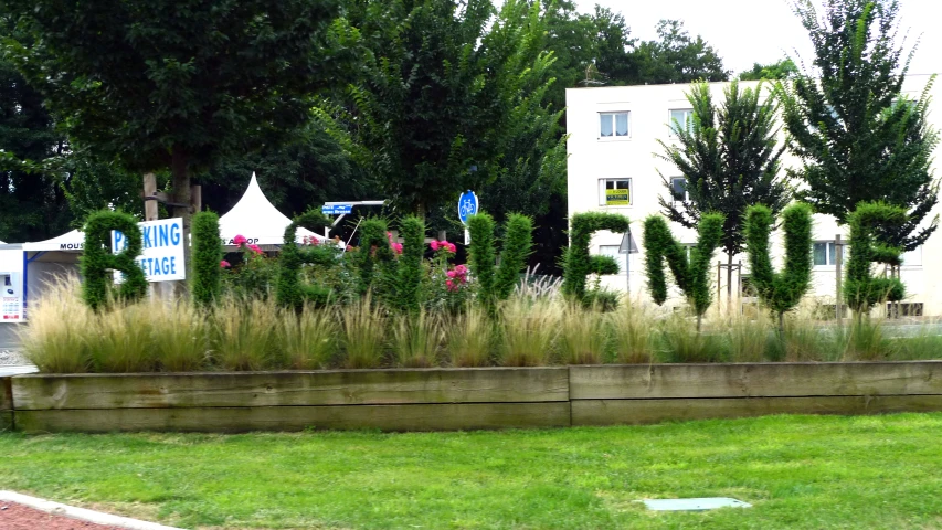 tall grass grows in the center of a landscape