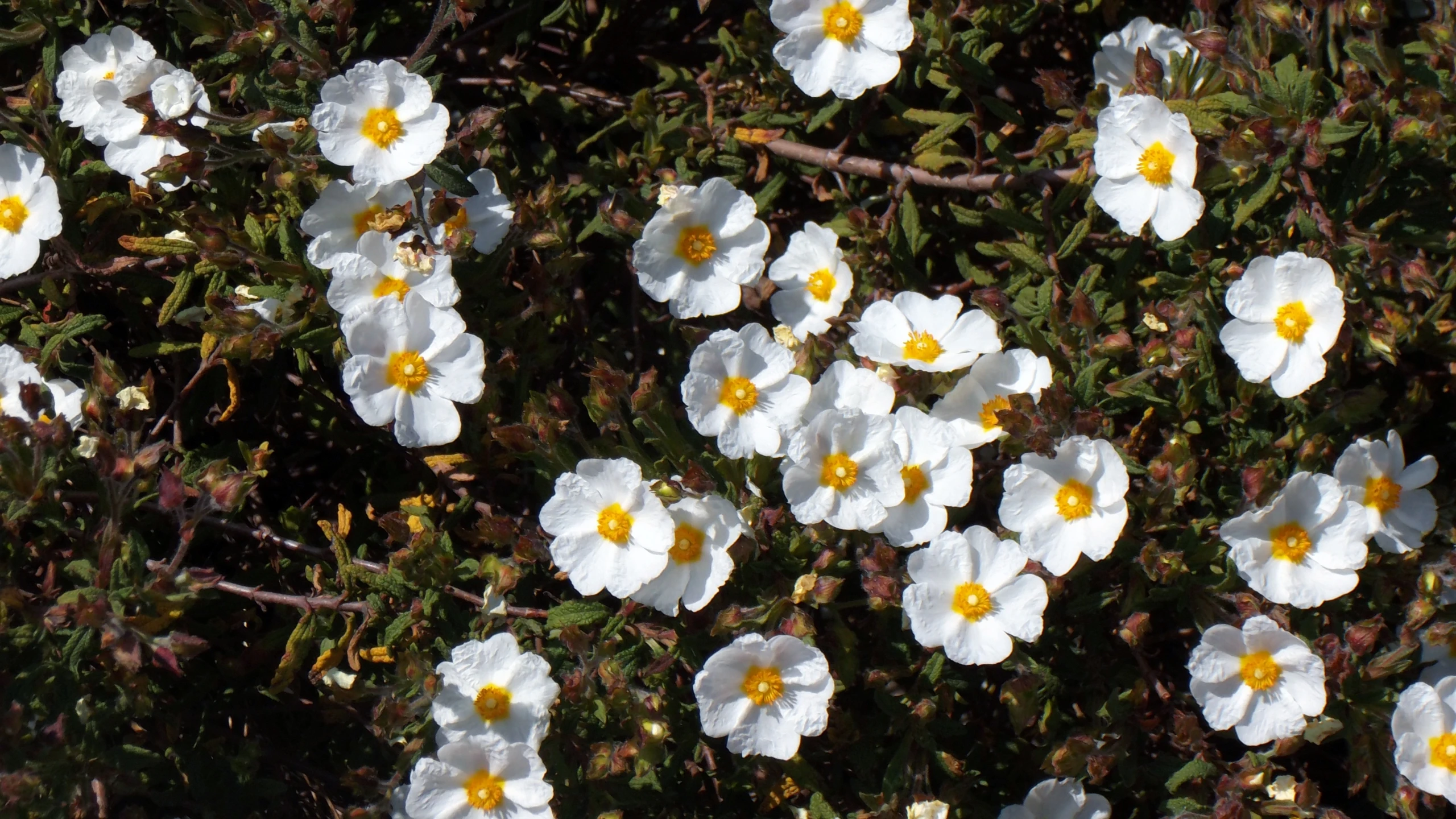 white flowers with yellow centers sitting in a field