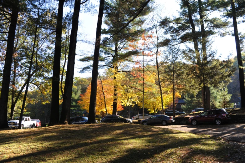 several cars parked next to each other in the forest