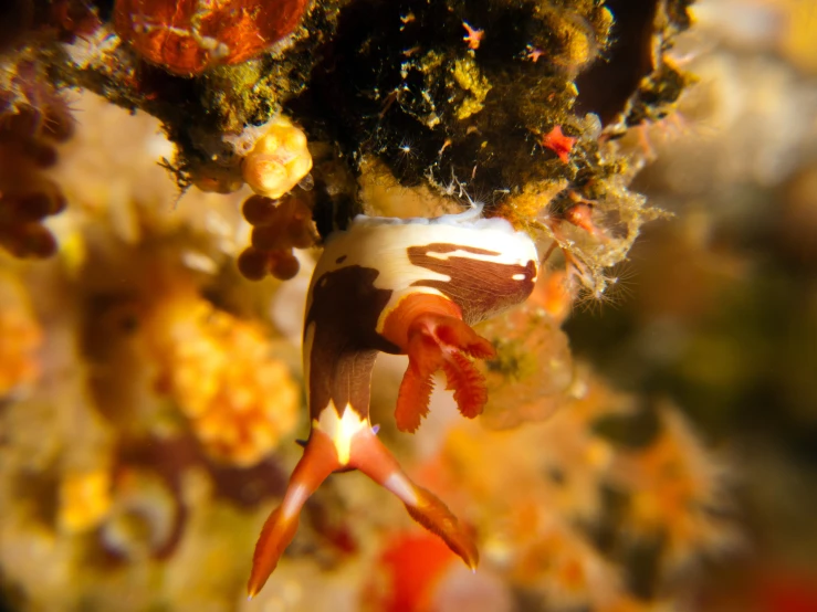 a sea anemone in shallow water surrounded by corals