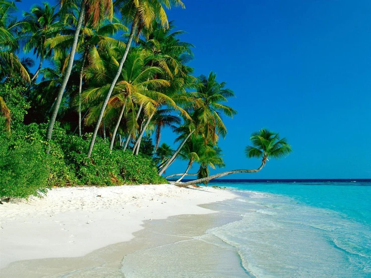 some white sand water palm trees and blue sky