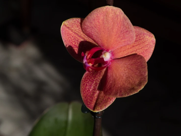 an orchid flower in bloom with very bright red colors