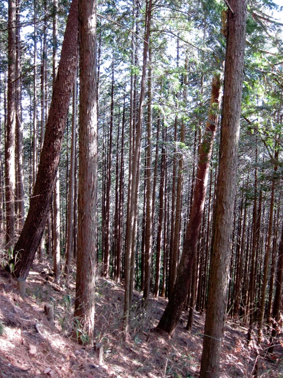 the wooded area is full of tall trees