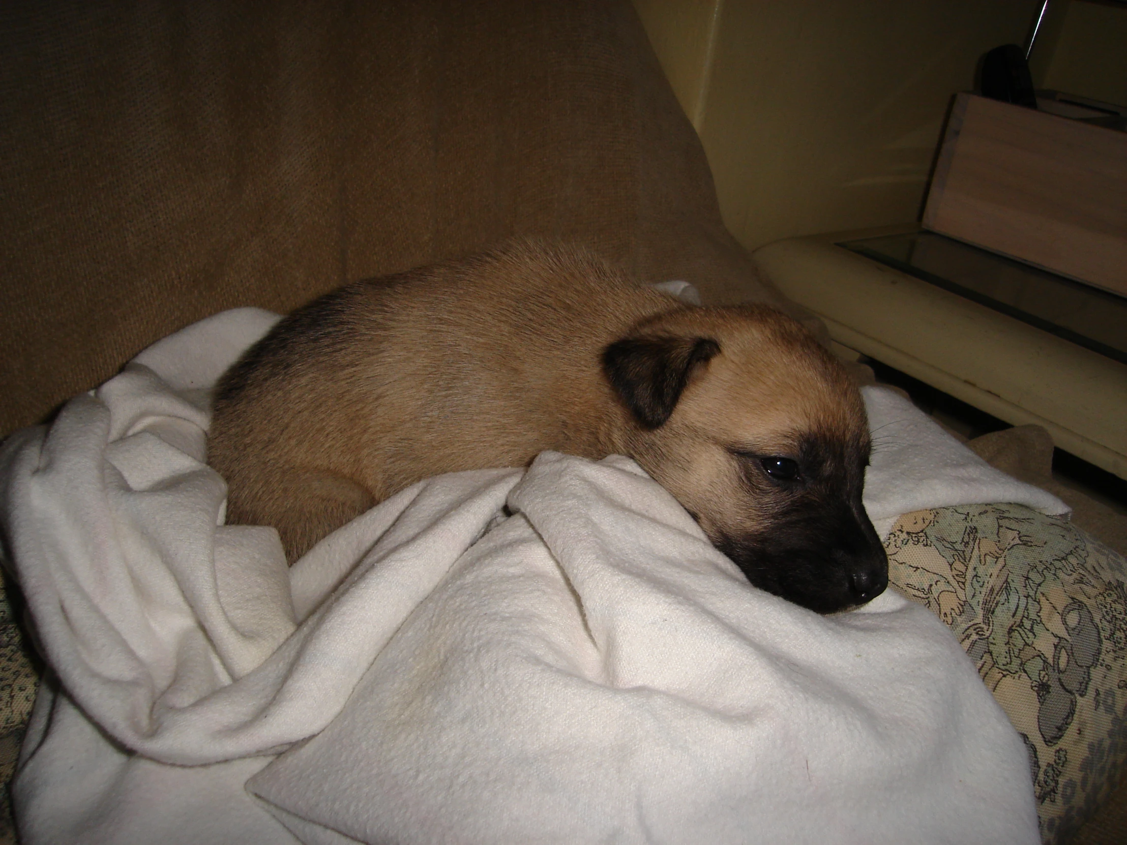 the dog is resting on the couch under a blanket