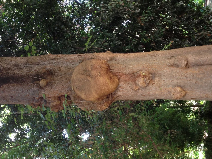 a tree with large, hollow, cut off bark