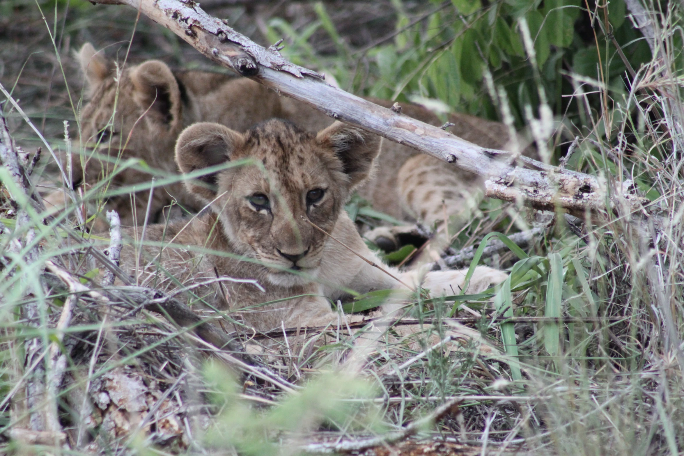 small lion cubs, one cub, on the ground in tall grass