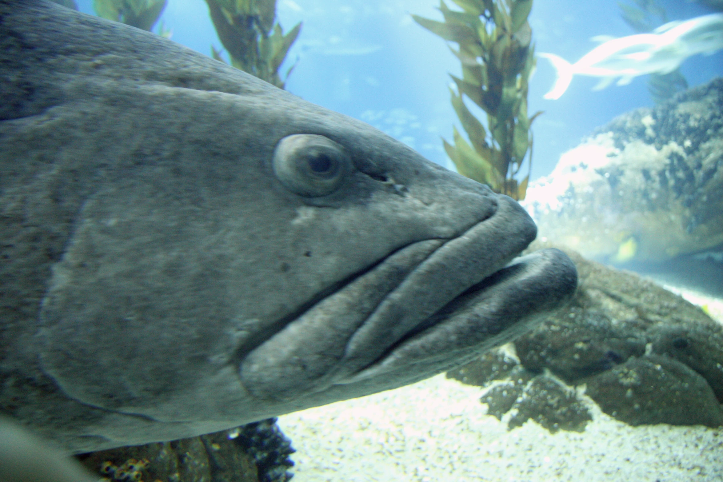 a close up of an animal under water