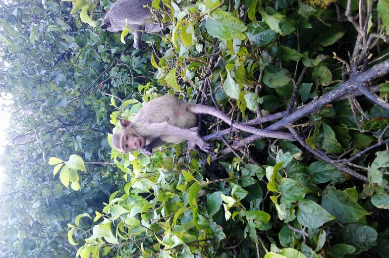 a couple of monkeys standing on a tree limb