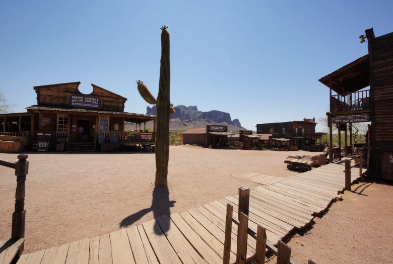 a cactus stands in the middle of an open lot