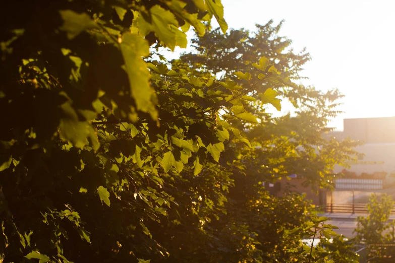 the sun is shining through the trees behind the building