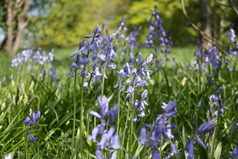 a field full of blue flowers next to trees