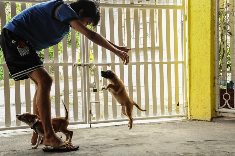 a man bending over to grab on two dogs