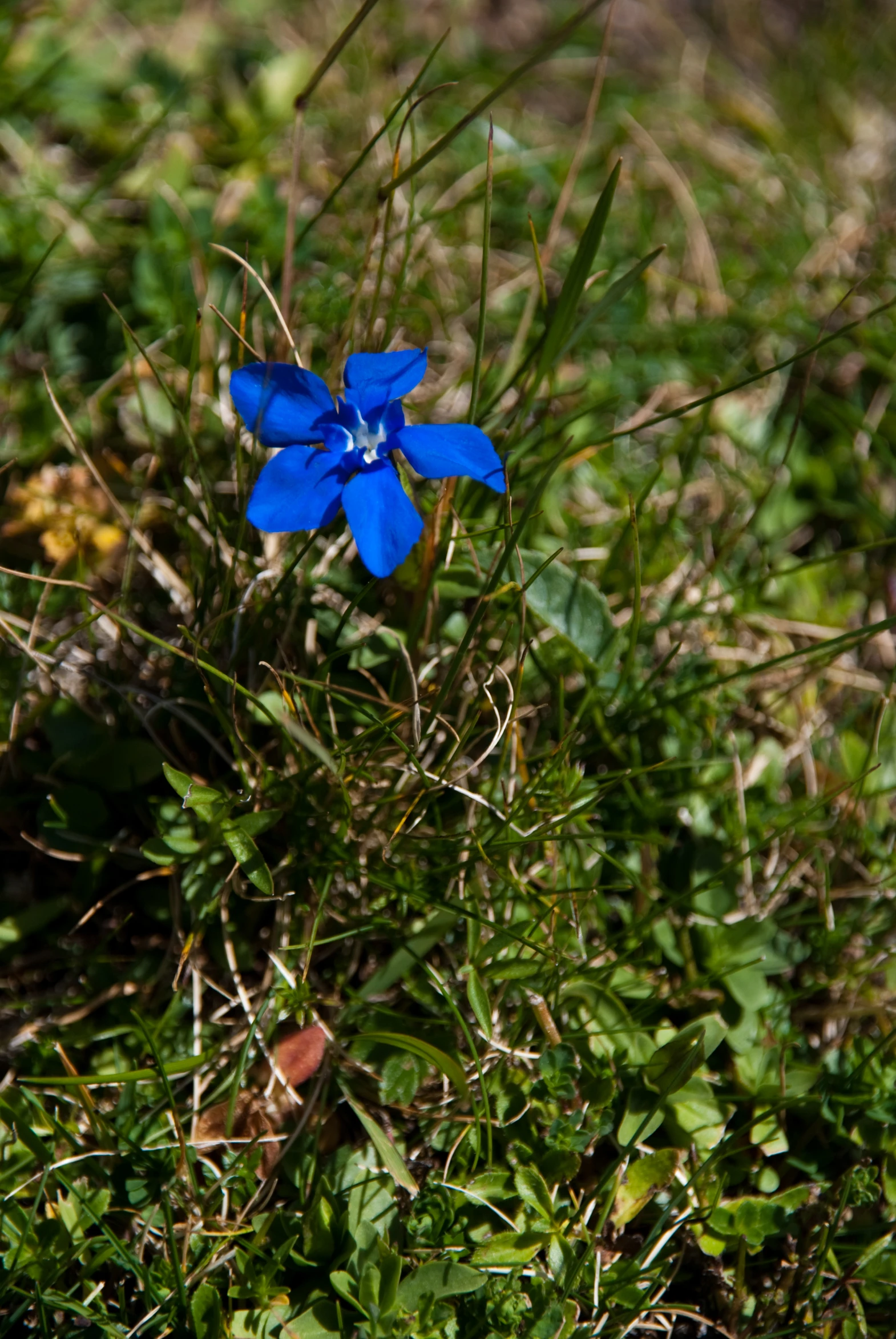 a single blue flower is growing in the grass