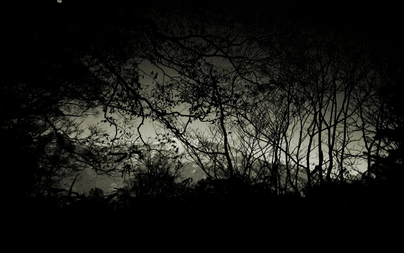 the view of trees and grass at night