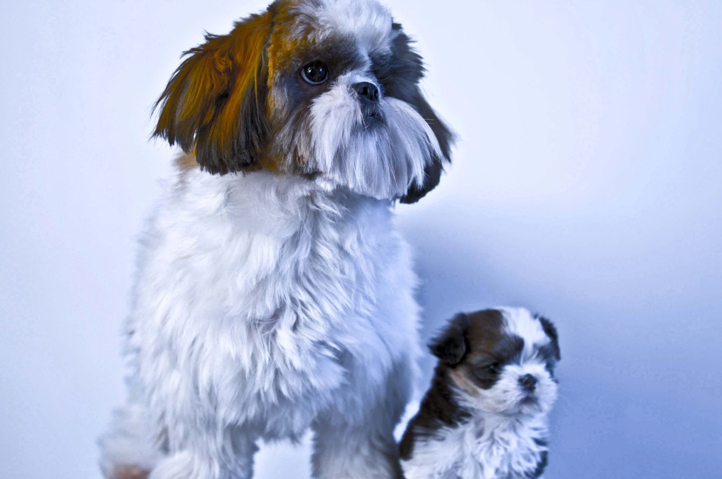 the long haired dog is sitting next to its toy