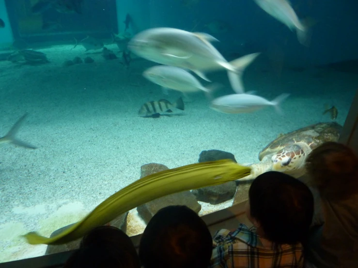 two children looking at fishes in an aquarium