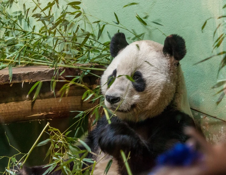 a panda bear leaning over to eat bamboo