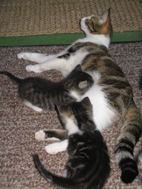 three cats laying down on the floor together