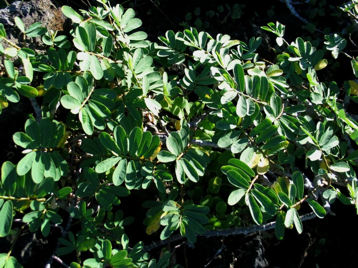 green leaves growing in an outdoor area