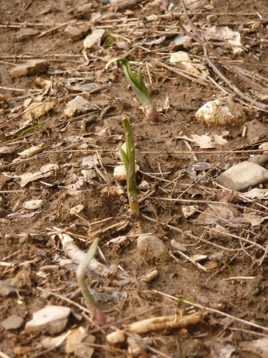 a plant grows on the dirt near some rocks