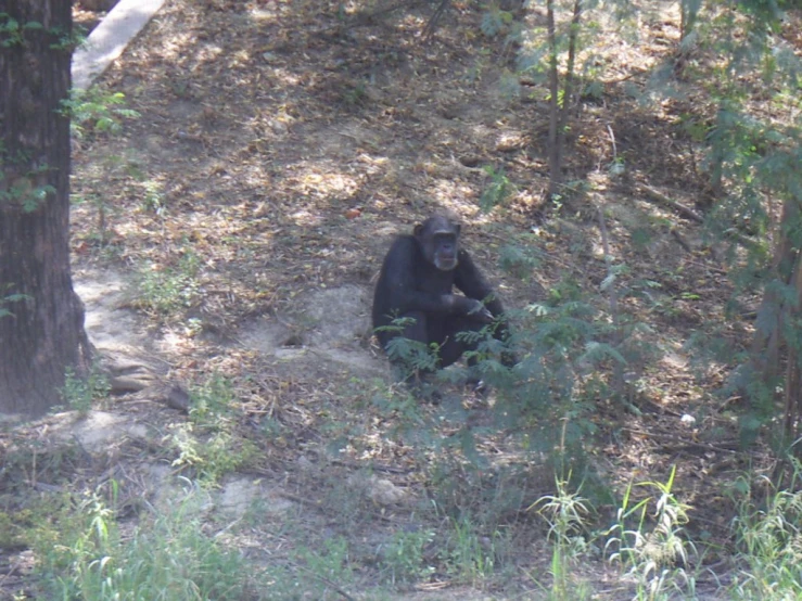 a monkey that is sitting in the grass