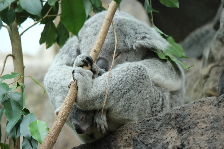 a koala in a tree eating on a stick