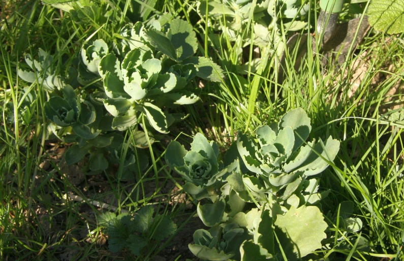 green plants are growing in the grass next to an animal