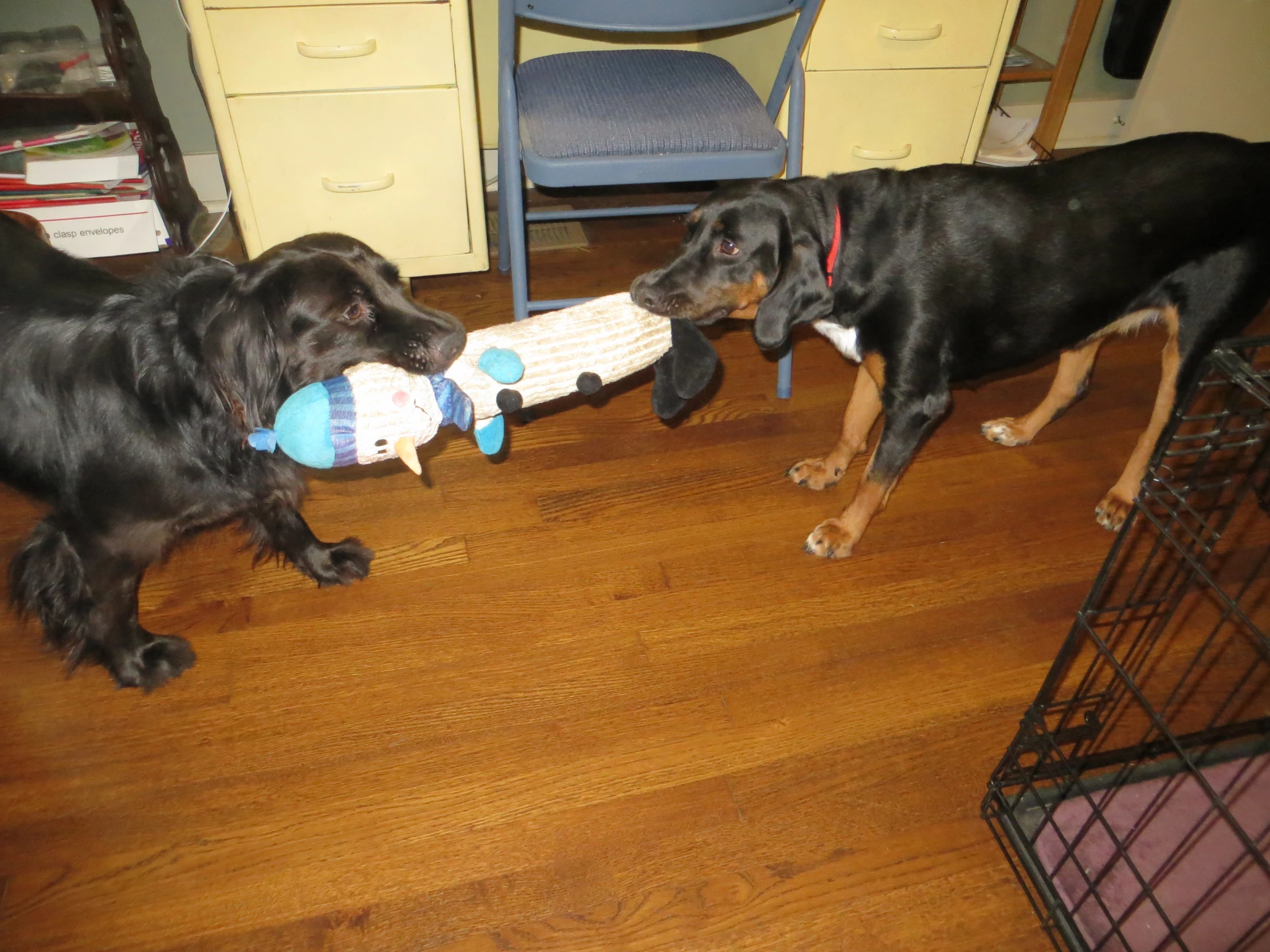 two dogs are looking at the toy on the floor