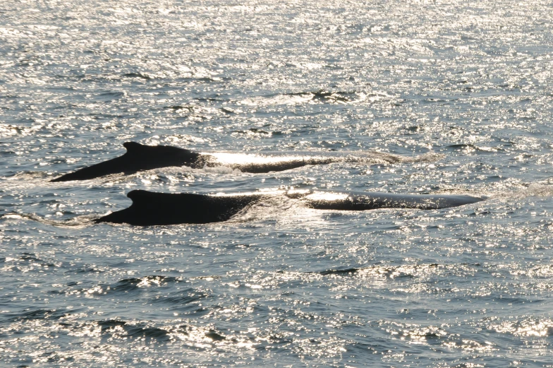 three birds are seen in the water together