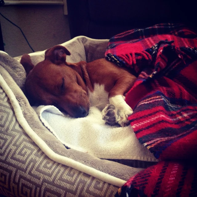 a dog sleeping in a bed with a blanket