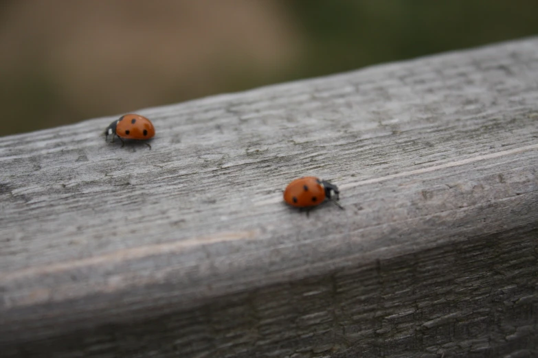 there are two little orange bugs standing on the grey edge of a fence