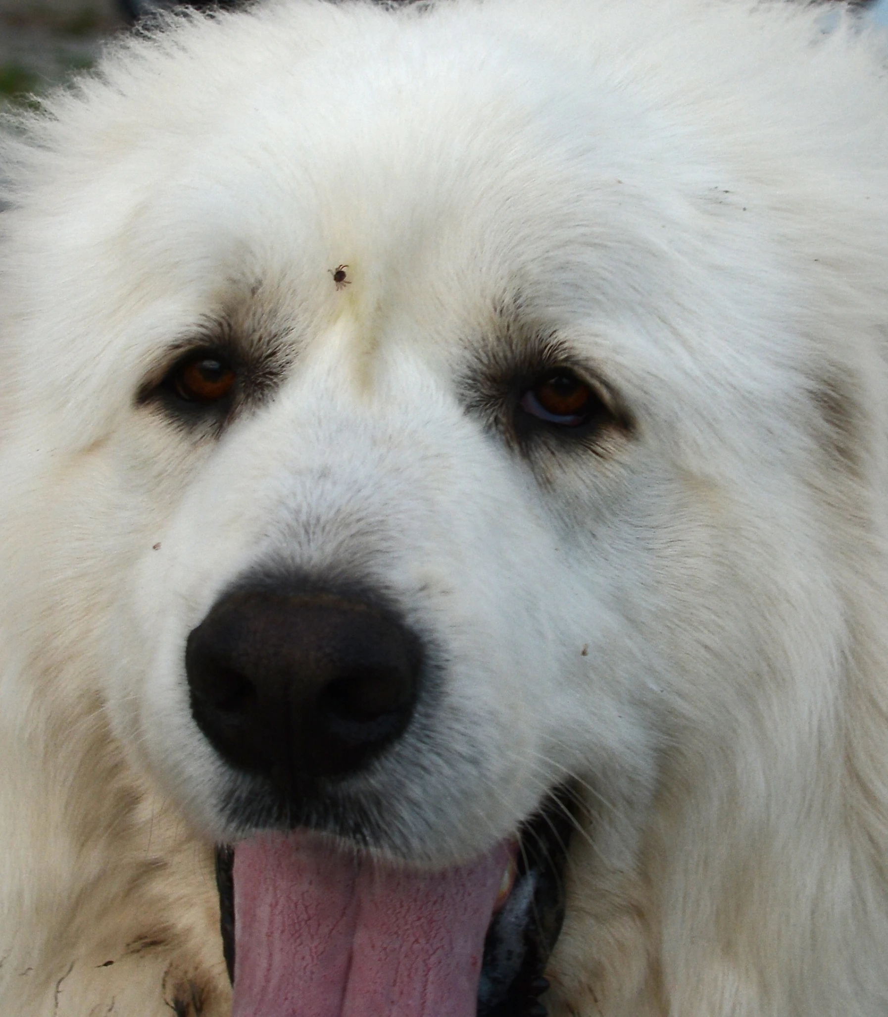 this dog has its tongue hanging out and looks like he is smiling