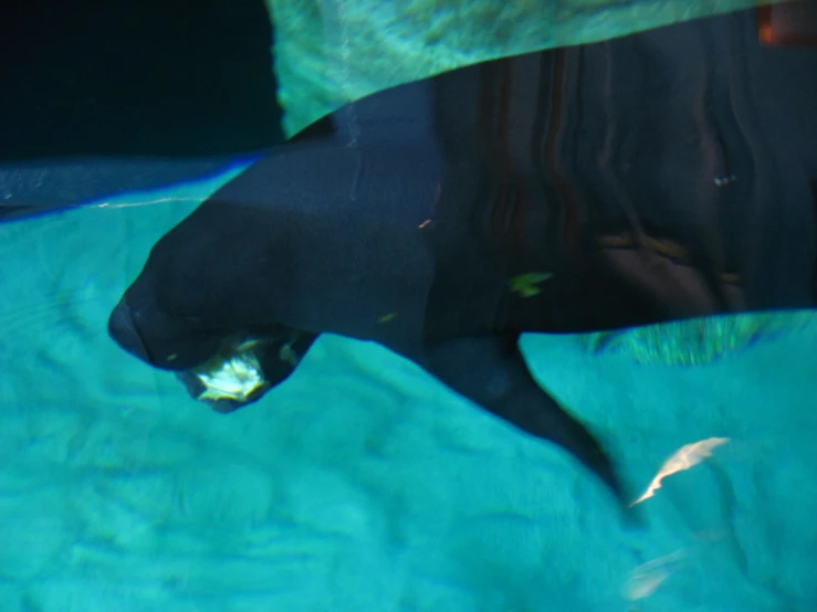 an underwater animal in the blue water of a pool