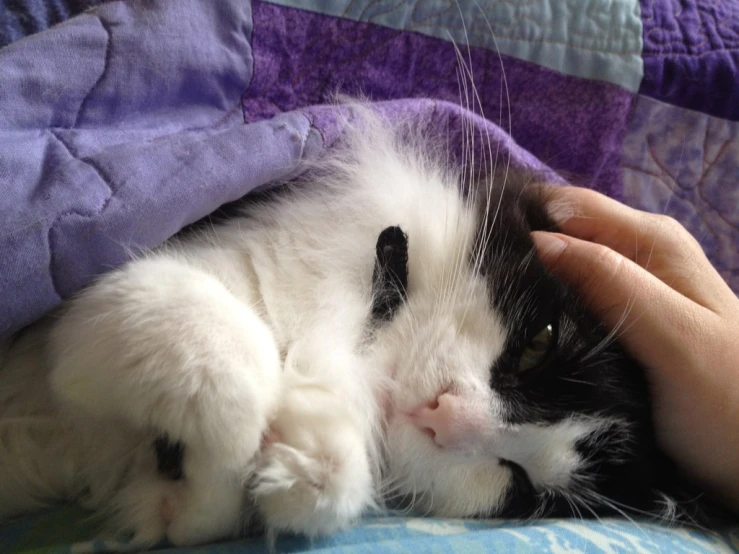 a cat laying down in the blankets of someone's bed