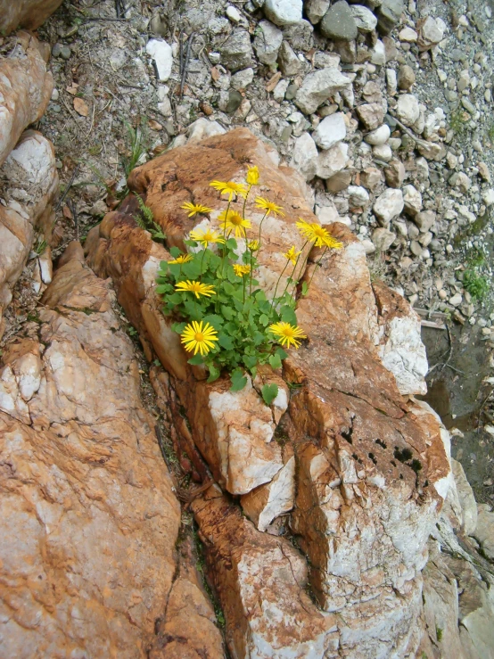 a small yellow flower grows out of the top of an ancient rock