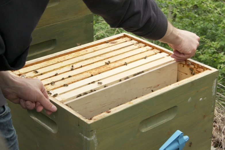 an image of a man that is holding a box with bees