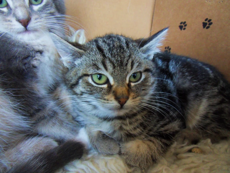 two cats one grey, one white with brown and black fur and paws