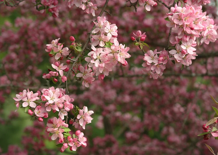 some pink flowers with a green tree in the background