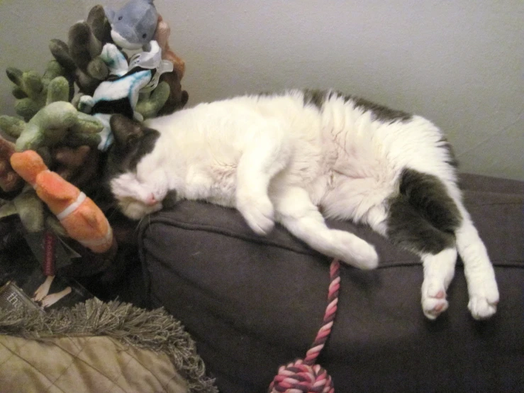 a black and white cat sleeps on top of a pillow with toys