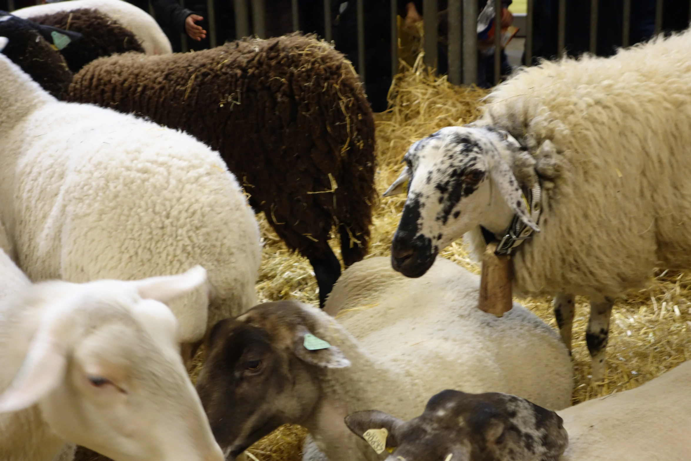 a herd of sheep gathered around in a barn